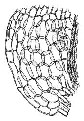 Dicranoloma dicarpum, alar cells. Drawn from A.J. Fife 7277, CHR 405869, and S. McLennan s.n., 28 Jan. 1985, CHR 466336.
 Image: R.C. Wagstaff © Landcare Research 2018 